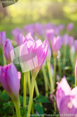 Image of Pink blossoming crocuses in the garden, close up