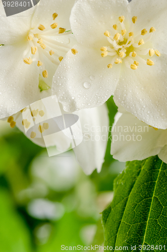 Image of Blooming jasmine bush, close-up