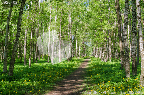 Image of Path leading through the summer park