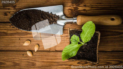 Image of Still-life with sprouts and the garden tool, the top view