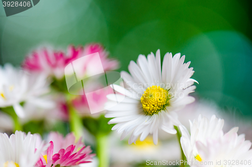 Image of Bouquet of small delicate daisy, close-up