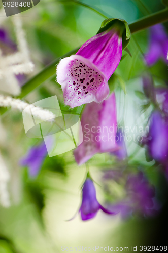 Image of Beautiful flowers purple Foxglove