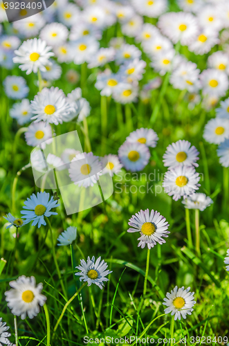 Image of Field of blossoming daisies, close up