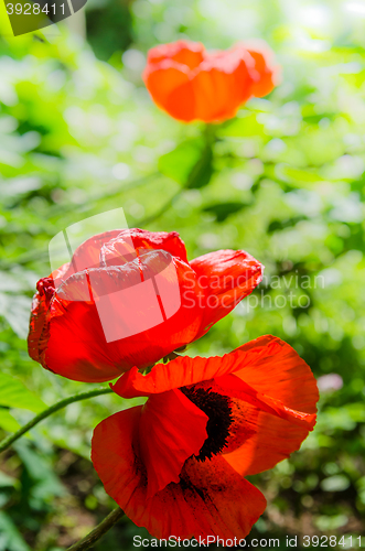 Image of The revealed red poppies, close up