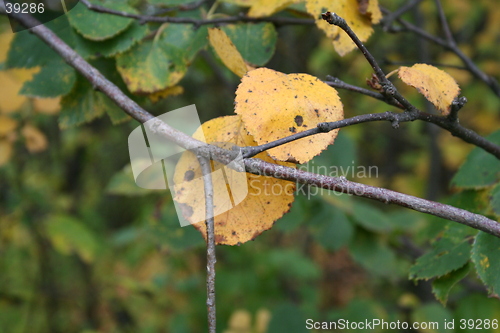 Image of Autum Leaves