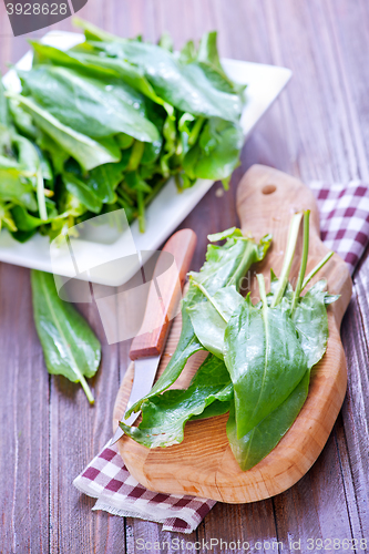 Image of fresh sorrel