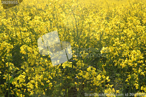 Image of rapeseed