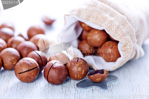 Image of macadamia