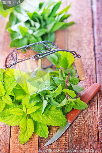 Image of fresh mint