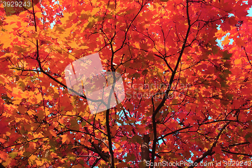 Image of autumn leaves background