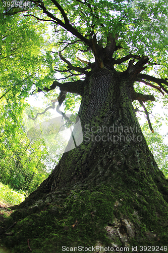 Image of old oak tree