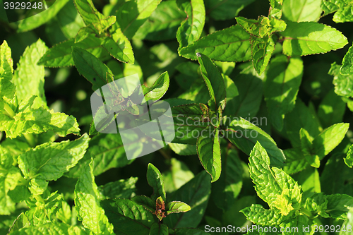 Image of mint leaves background