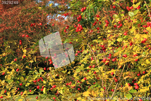 Image of brier plant background