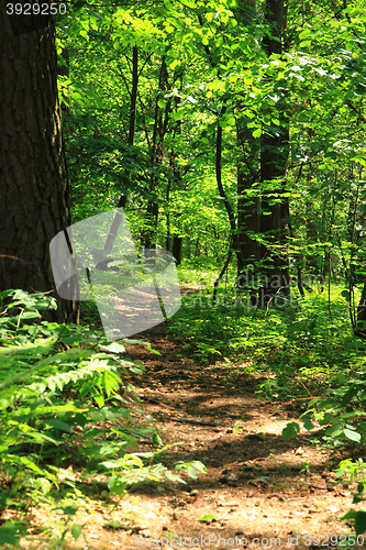 Image of green forest path