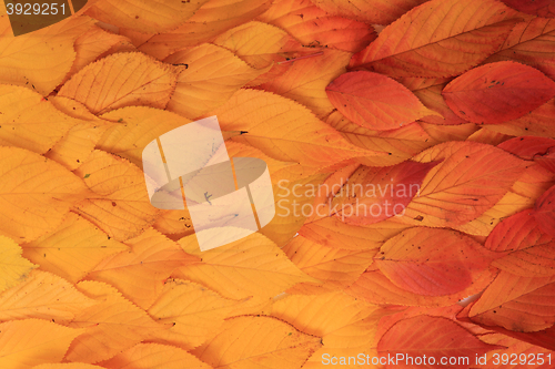 Image of autumn leaves background