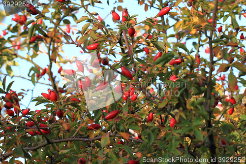 Image of brier plant background