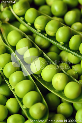 Image of Fresh  organic green peas