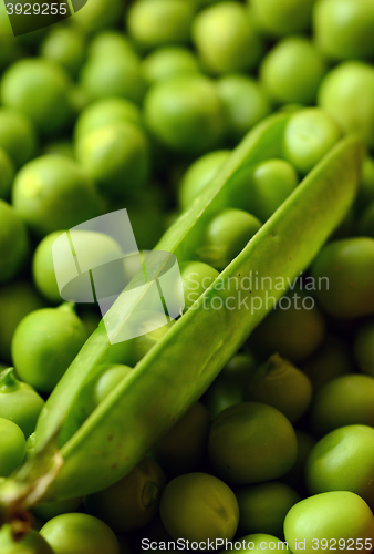 Image of Fresh  organic green peas