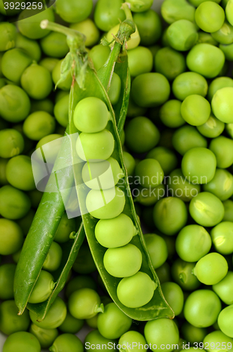 Image of Fresh  organic green peas