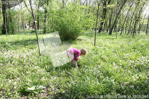 Image of Young girl in dandelion