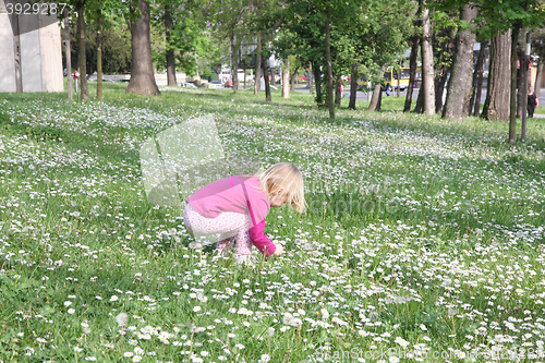 Image of Young girl in dandelion