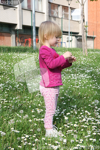 Image of Young girl in dandelion