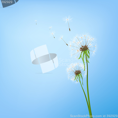 Image of dandelions