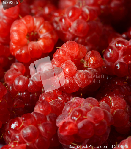 Image of Delicious fresh raspberries