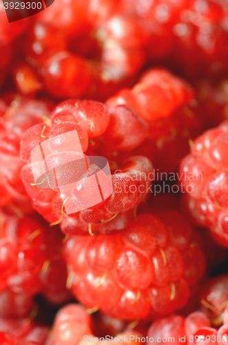 Image of Delicious fresh raspberries