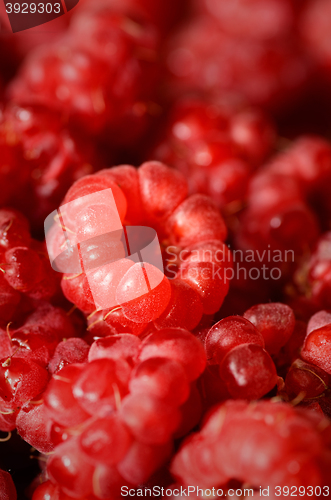 Image of Delicious fresh raspberries