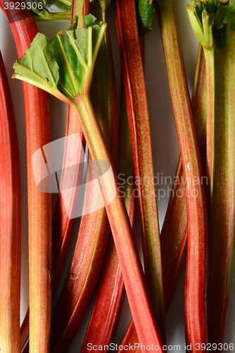 Image of Fresh organic rhubarb