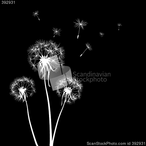 Image of dandelions