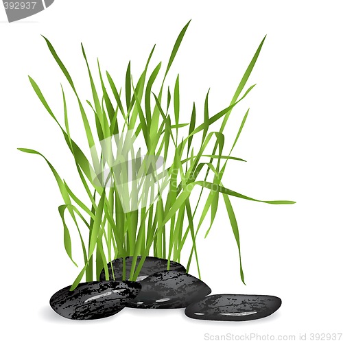Image of fresh grass and stones
