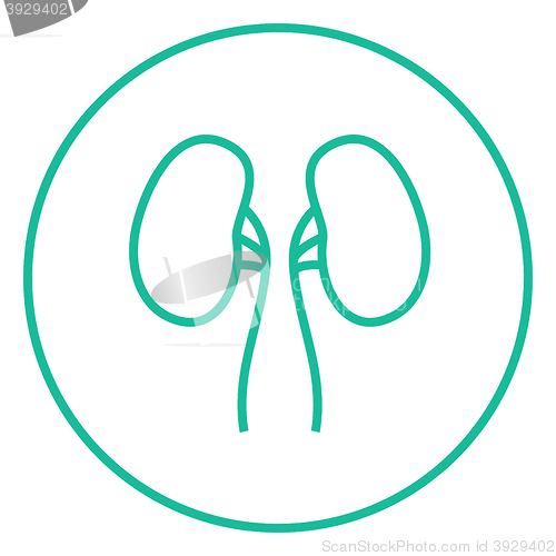 Image of Kidney line icon.