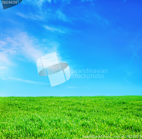 Image of grass and sky