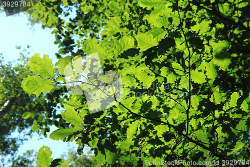 Image of green forest background