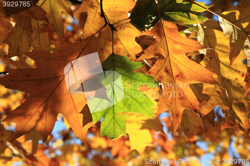 Image of autumn leaves background