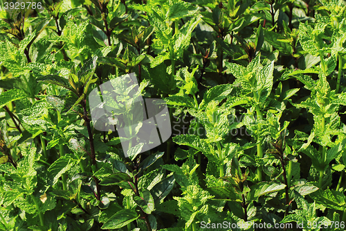 Image of mint leaves background