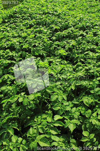 Image of potatoes field background
