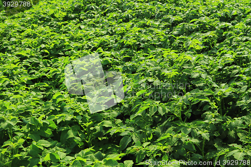 Image of potatoes field background