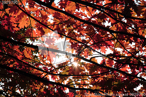 Image of autumn leaves background