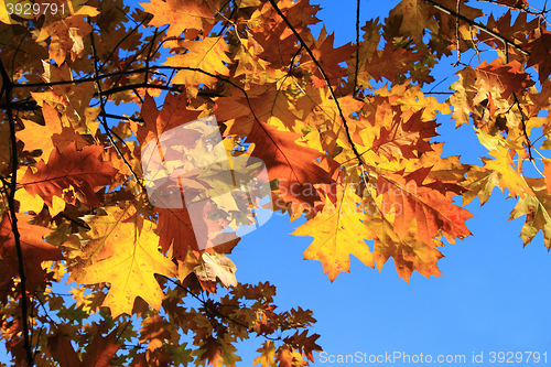 Image of autumn leaves background
