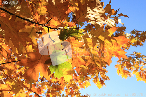 Image of autumn leaves background