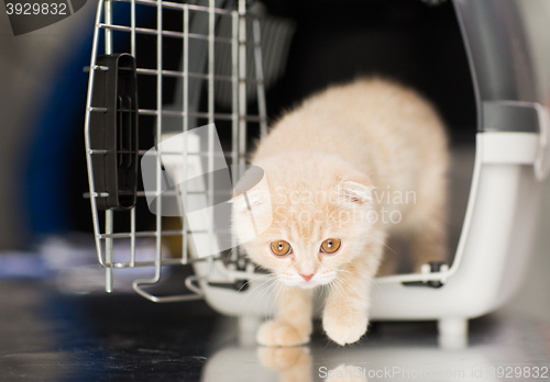 Image of close up of scottish fold kitten in cat carrier 