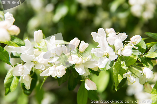 Image of close up of beautiful blooming apple tree branch