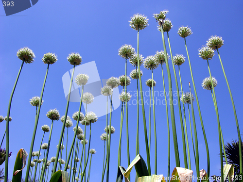 Image of alien plants