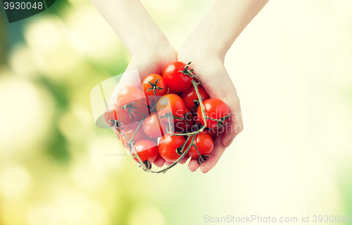 Image of close up of woman hands holding cherry tomatoes