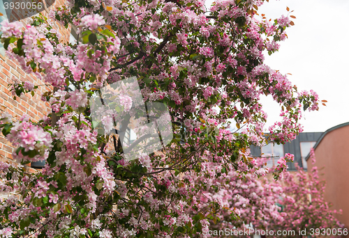 Image of close up of beautiful blooming branch with flowers