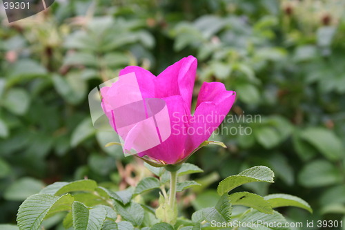 Image of Pink Flower