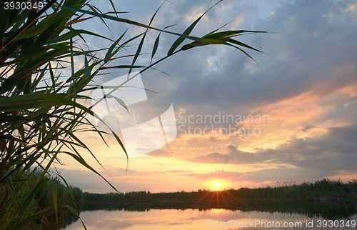 Image of Reed against the sunset